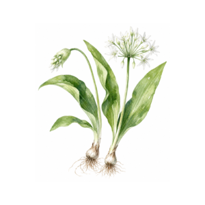 Bärlauchkraut