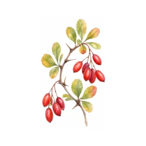 Berberitzenfrucht